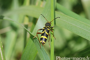 Clytus arietis